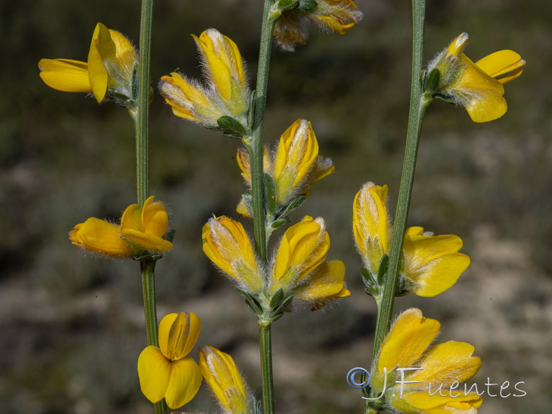 Genista ramosissima.10