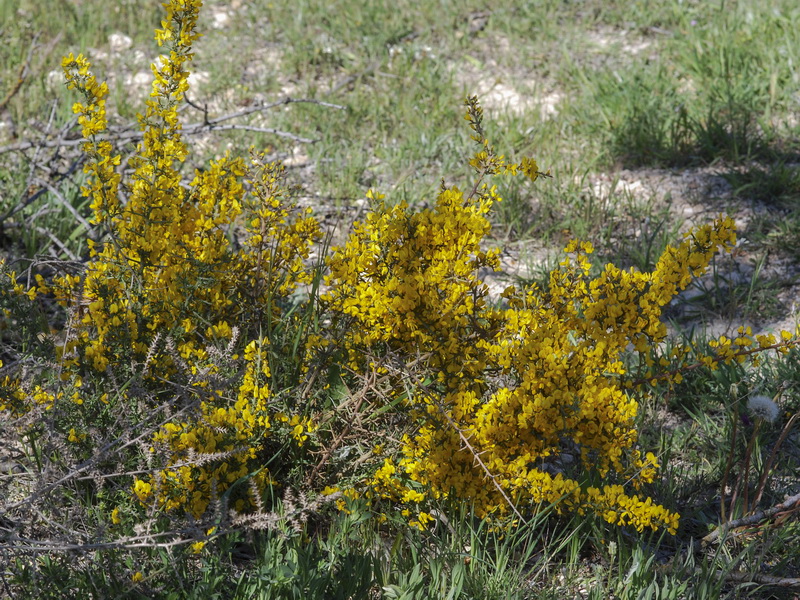 Genista scorpius.02