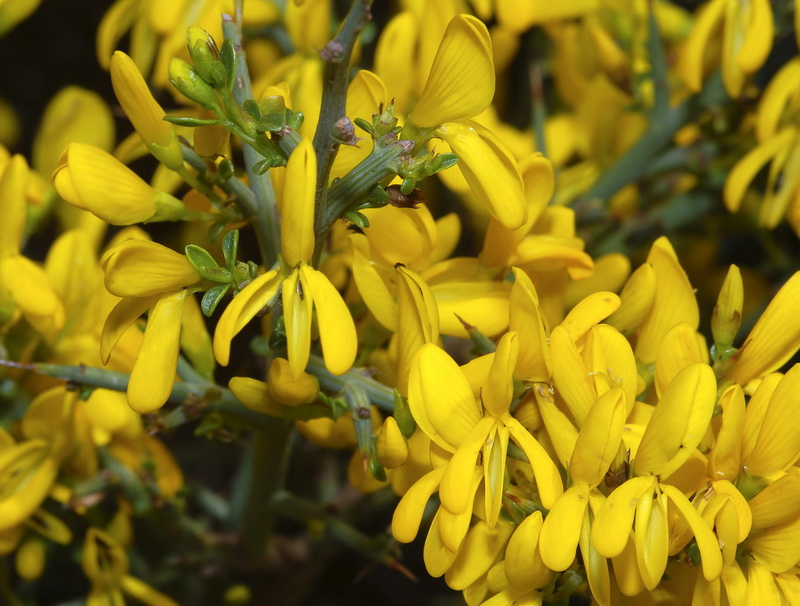 Genista scorpius.04