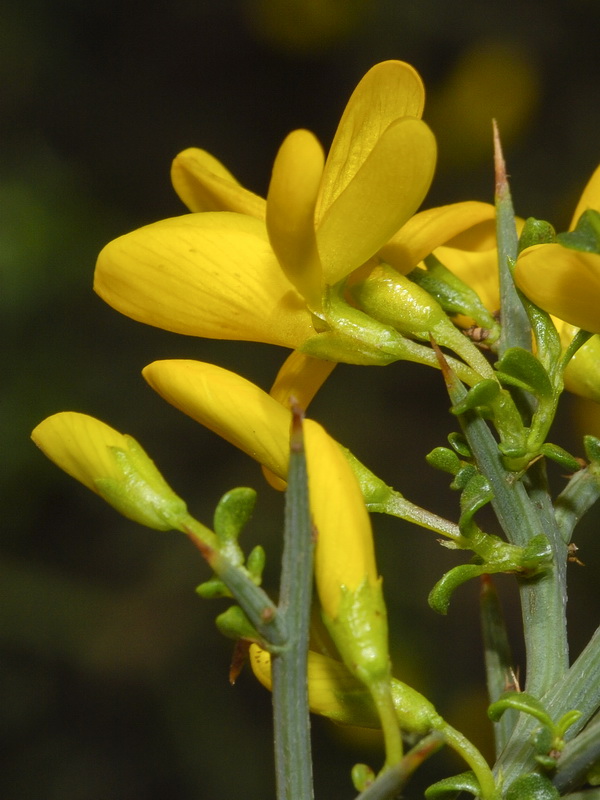 Genista scorpius.08