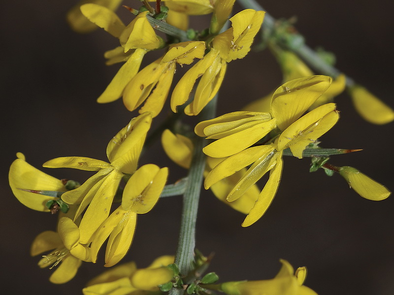 Genista scorpius.09