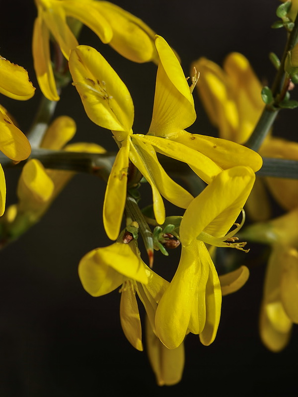 Genista scorpius.11