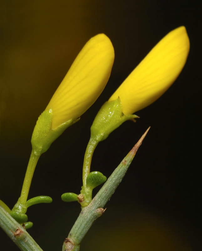 Genista scorpius.12