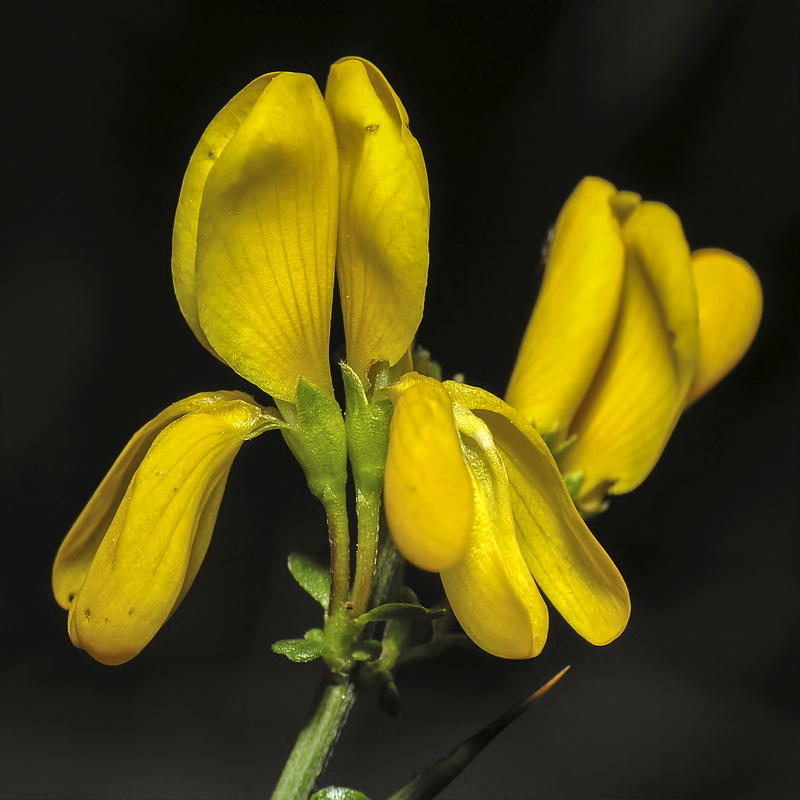 Genista scorpius.13