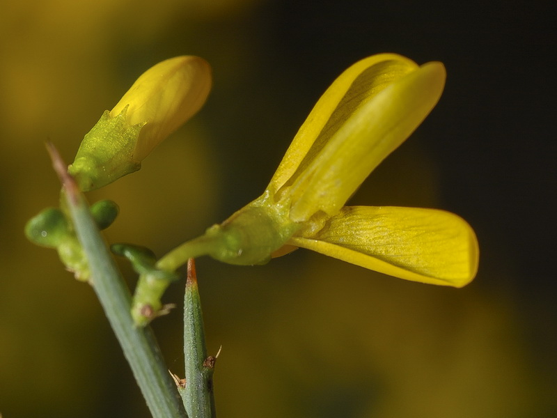 Genista scorpius.15