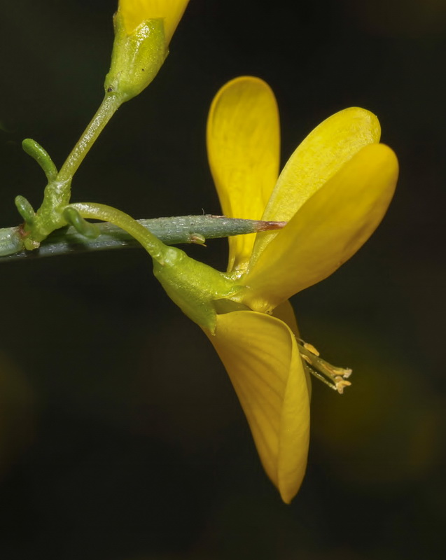 Genista scorpius.16