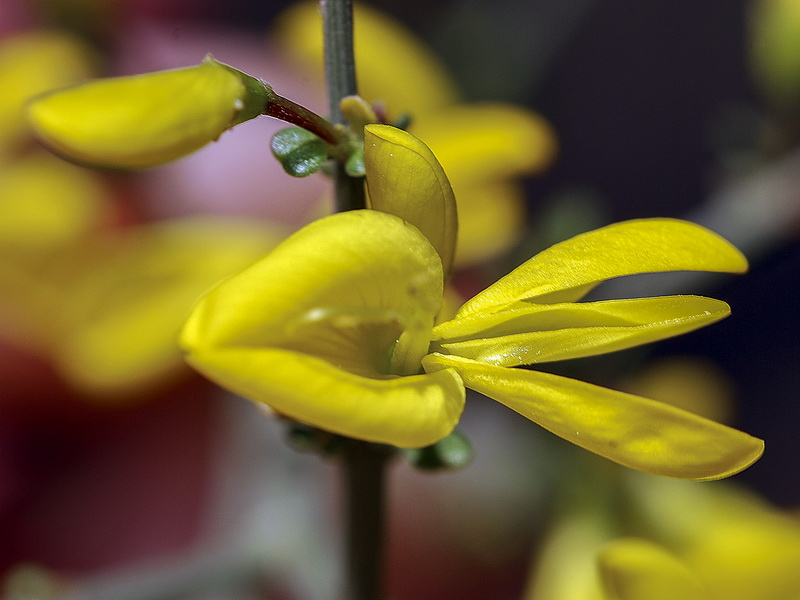 Genista scorpius.17