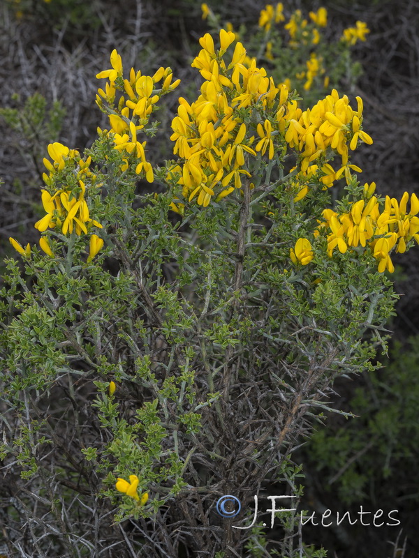 Genista scorpius.19