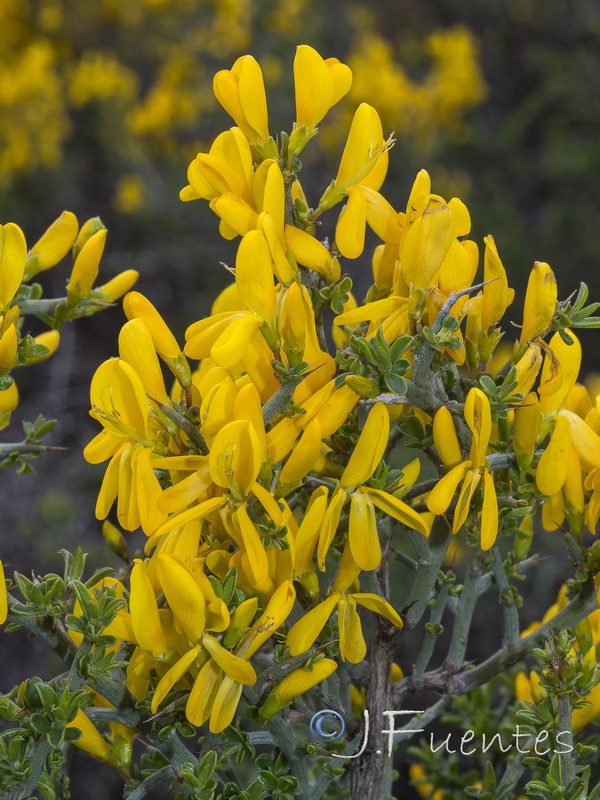 Genista scorpius.20