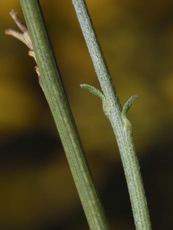 Genista spartioides.05