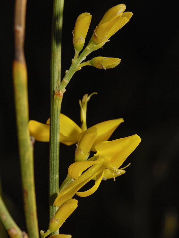 Genista spartioides.10