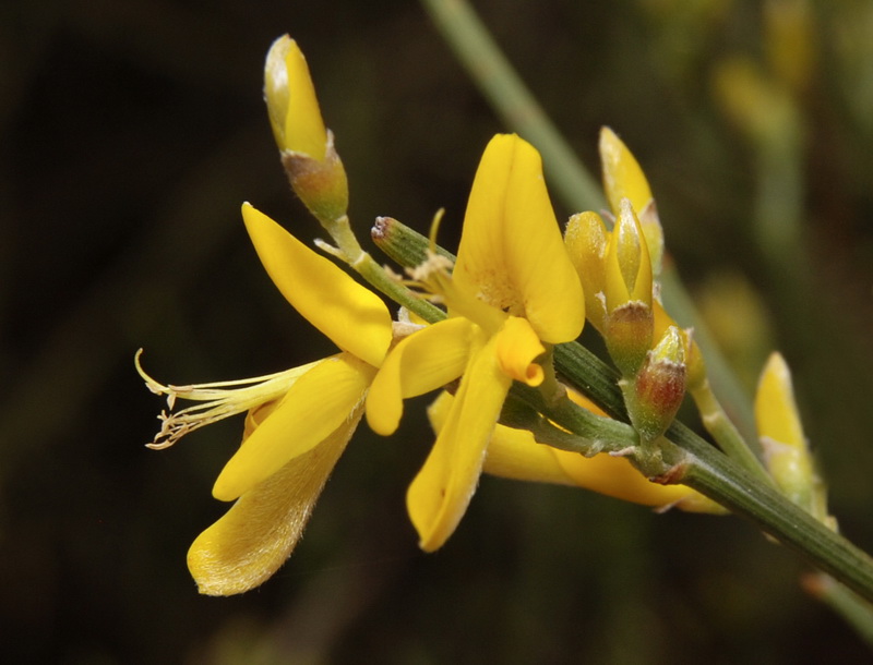 Genista spartioides.12