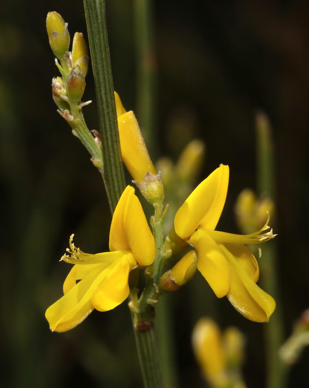 Genista spartioides.15