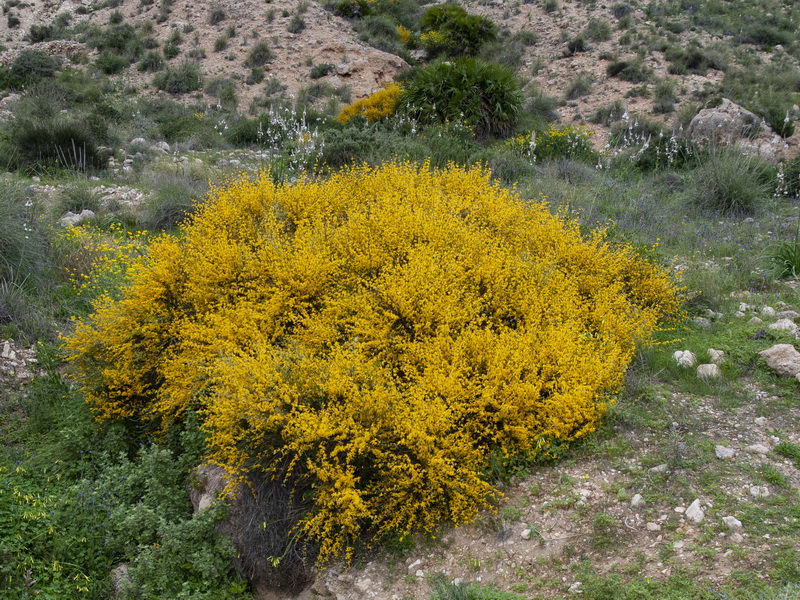 Genista spartioides.16