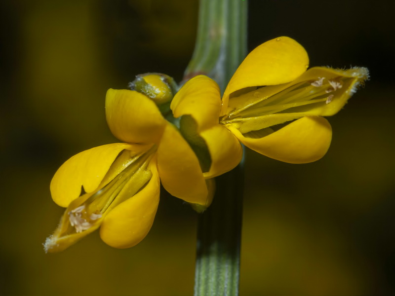 Genista spartioides.24