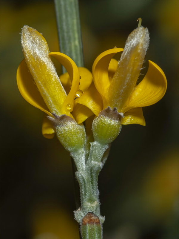 Genista spartioides.25