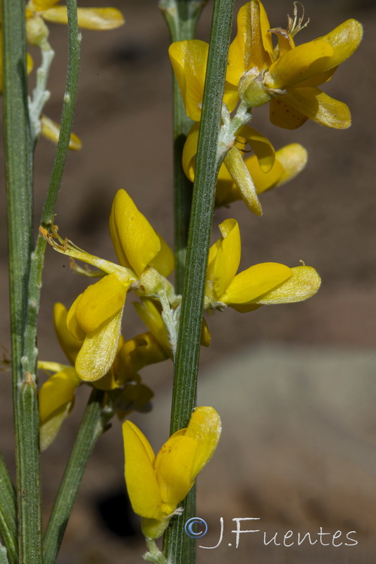 Genista spartioides.11