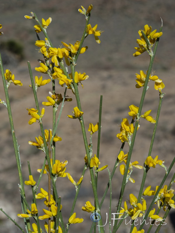 Genista spartioides.06