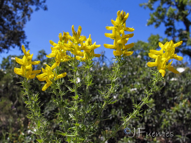 Genista tournefortii tournefortii.02