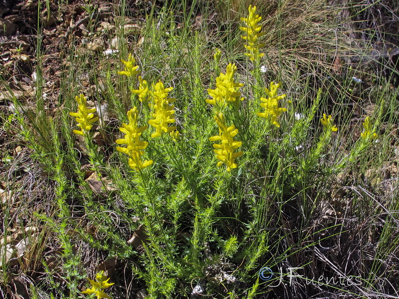 Genista tournefortii tournefortii.03