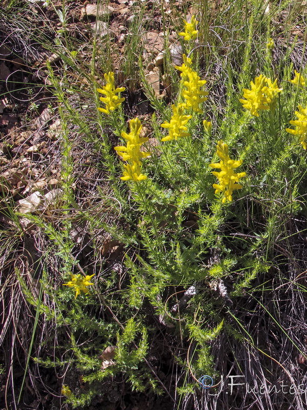 Genista tournefortii tournefortii.04