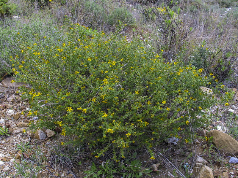 Genista triacanthos.01