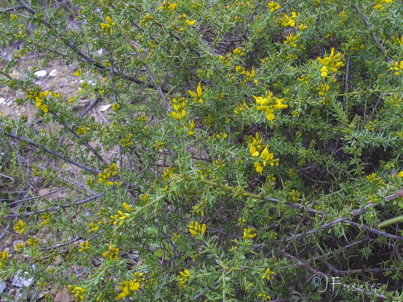 Genista triacanthos.02