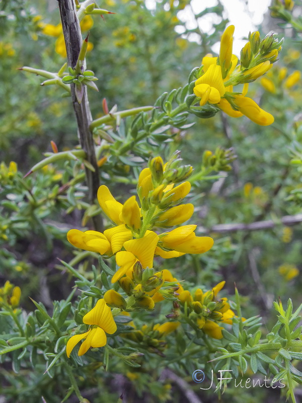 Genista triacanthos.04