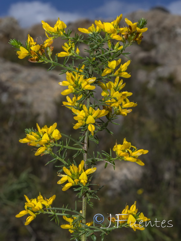 Genista triacanthos.05