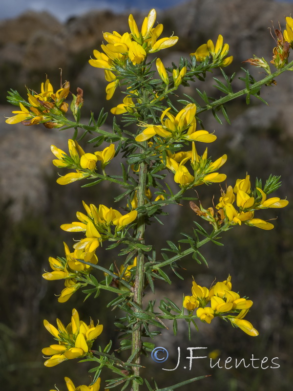 Genista triacanthos.06