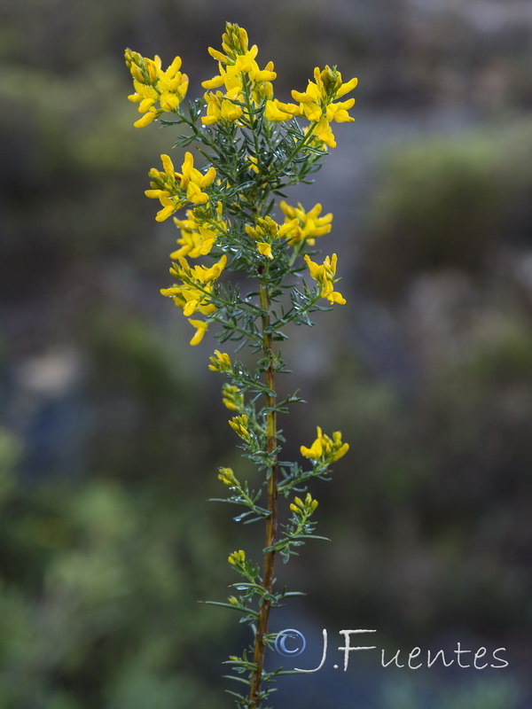 Genista triacanthos.07