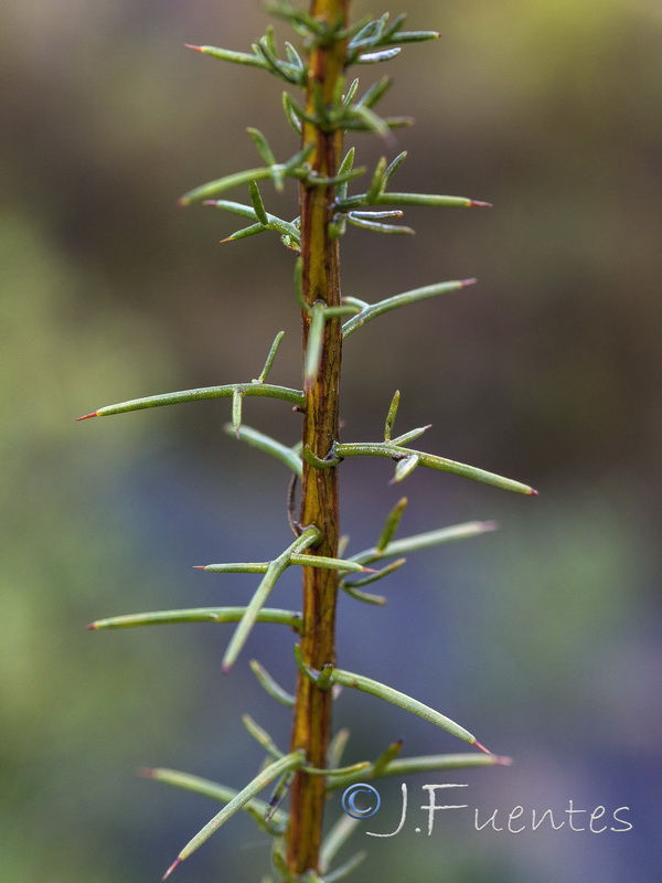 Genista triacanthos.08