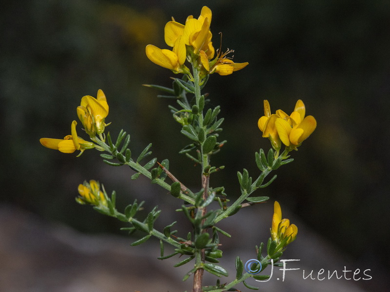 Genista triacanthos.12