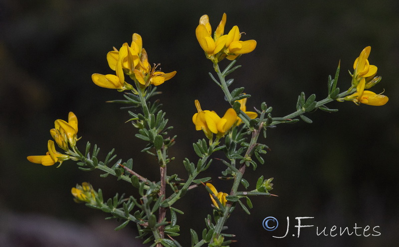 Genista triacanthos.11