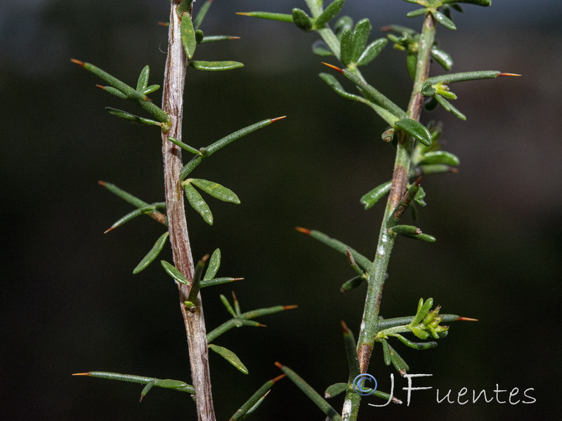 Genista triacanthos.18