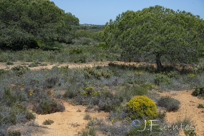 Genista tridens juniperina.01