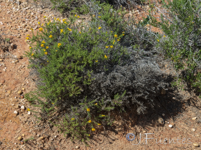 Genista tridens juniperina.02