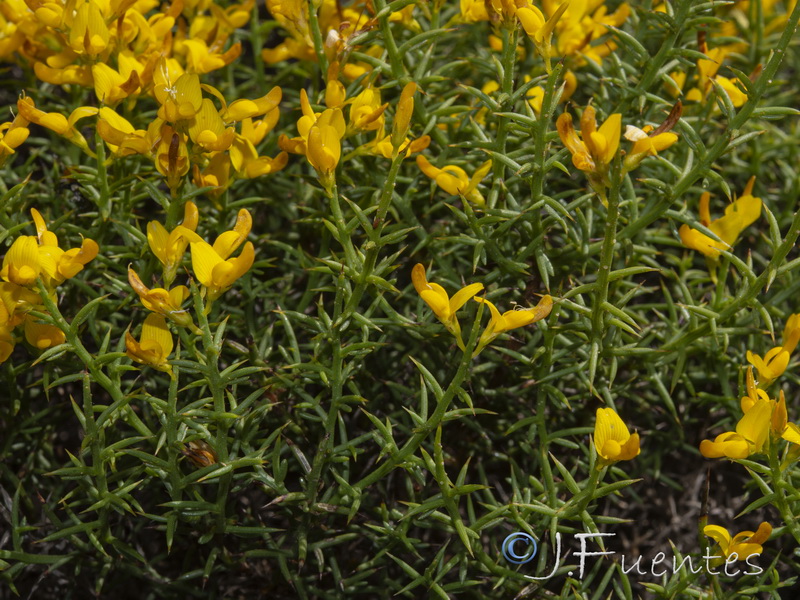 Genista tridens juniperina.07