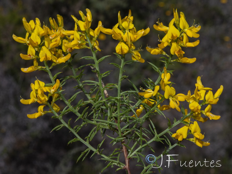 Genista tridens juniperina.09