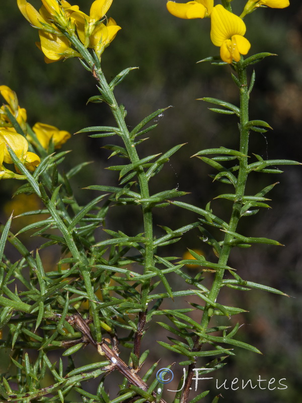 Genista tridens juniperina.11