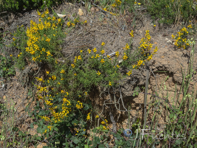 Genista tridens tridens.01