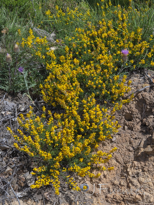 Genista tridens tridens.03