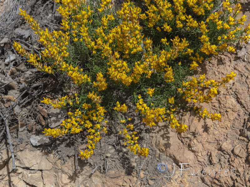 Genista tridens tridens.04