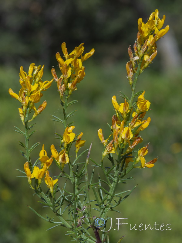 Genista tridens tridens.05