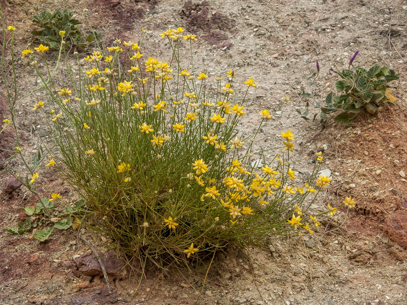 Genista umbellata equisetiformis.01