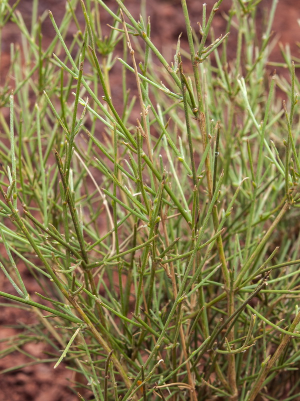 Genista umbellata equisetiformis.02