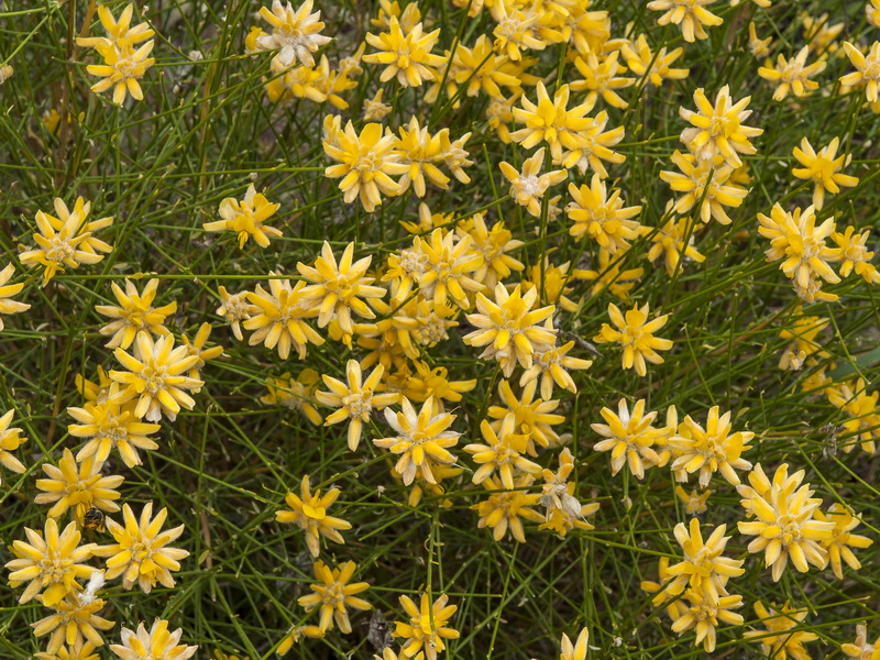 Genista umbellata equisetiformis.06