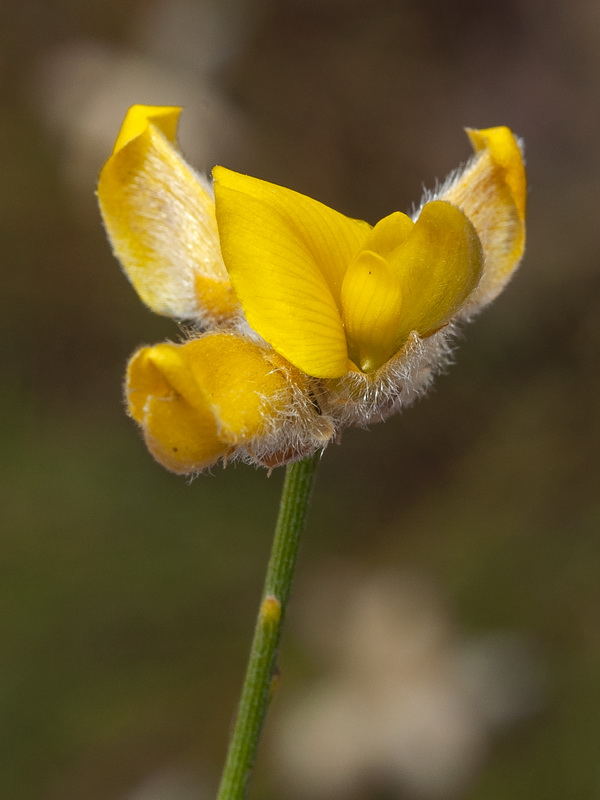 Genista umbellata equisetiformis.07