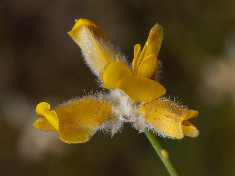 Genista umbellata equisetiformis.08