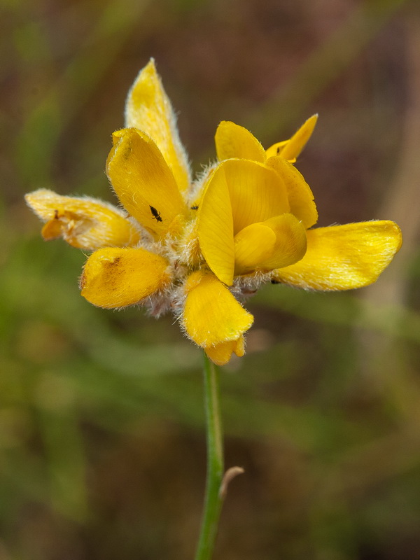 Genista umbellata equisetiformis.09